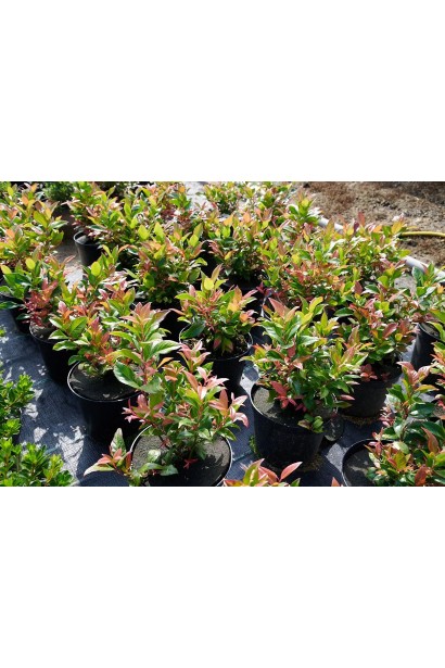 Леукотое вальтера Firestar в контейнерах